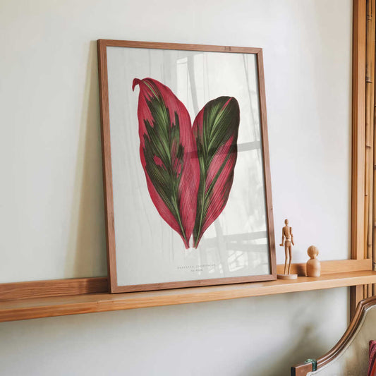 Pink Dracaena Terminalis Leaf Illustration by Les Plantes a Feuillage Colore