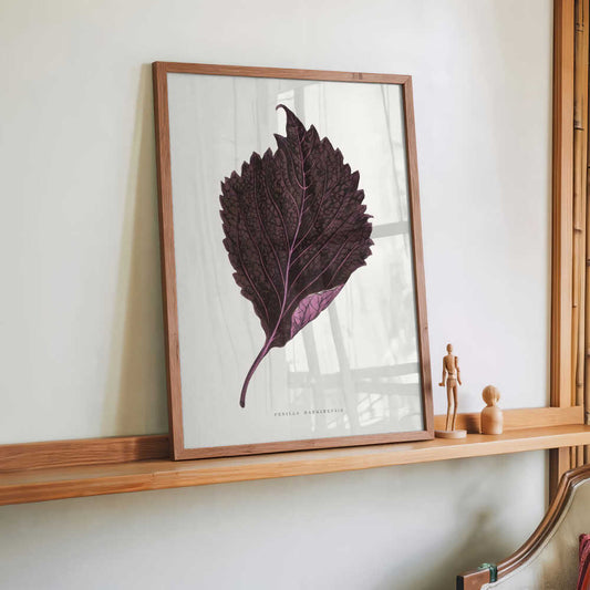 Pink Perilla Nankinensis Leaf Illustration by Les Plantes a Feuillage Colore