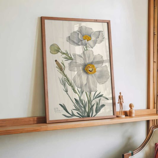 Matilija Poppy by Mary Vaux Walcott