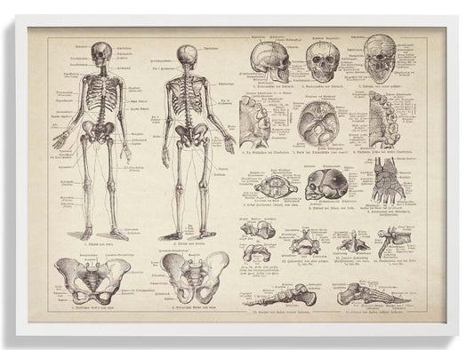 Anatomie des menschlichen Skeletts