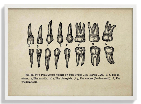 Medizinisches Diagramm der menschlichen Zähne