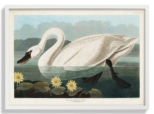 Gewöhnlicher amerikanischer Schwan Kunstdruck
