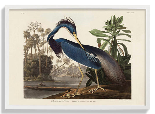Louisiana Reiher Vogel Poster