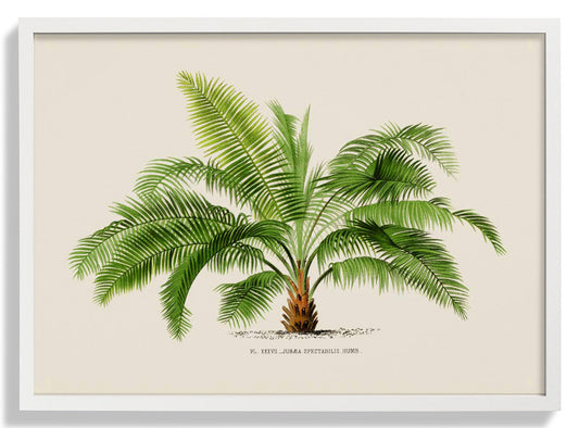 Jubaea Spectabilis Palm Tree Kunstdruck