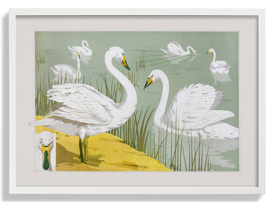 Schwäne im See Poster