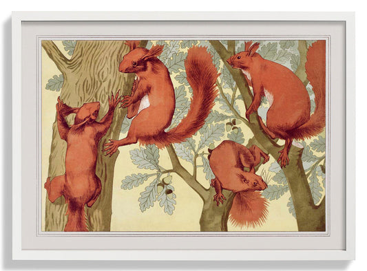 Eichhörnchen Poster