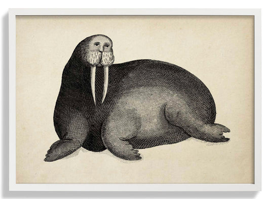 Antique Walrus