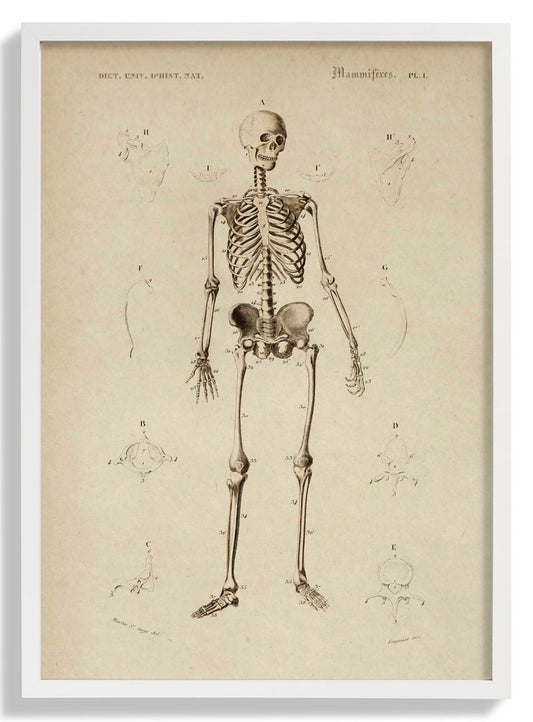 Französisches Skelett Anatomie Poster