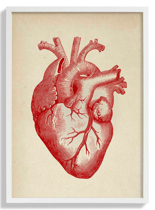 Anatomical Heart