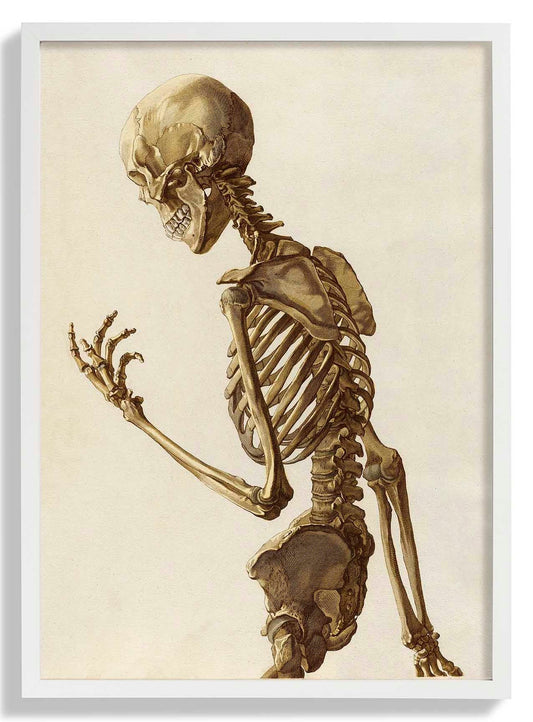 Menschliches Skelett Anatomisches Poster