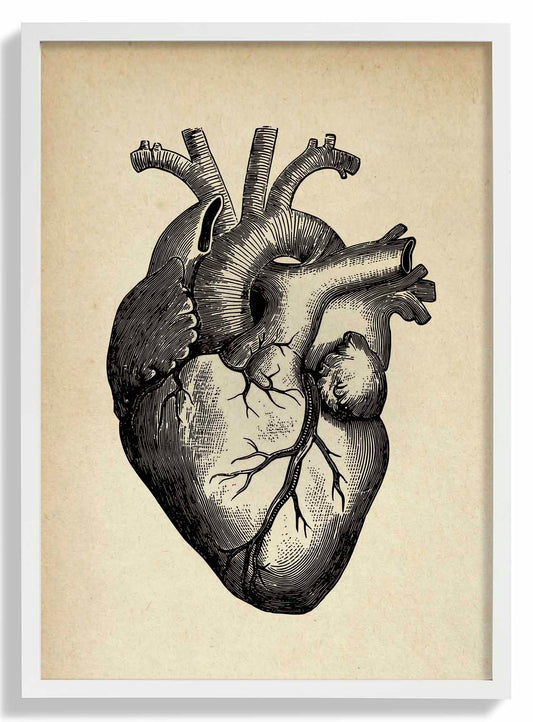 Anatomical Heart