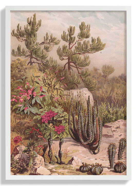 Euphorbiaceen by Astër