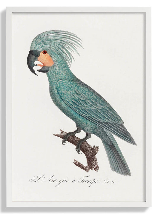 African Grey Parrot Animal Print