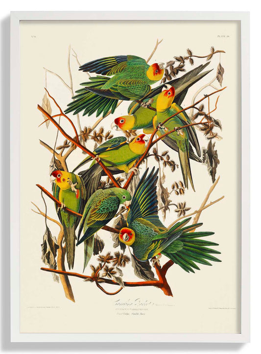 Caroline Parakeet Animal Print