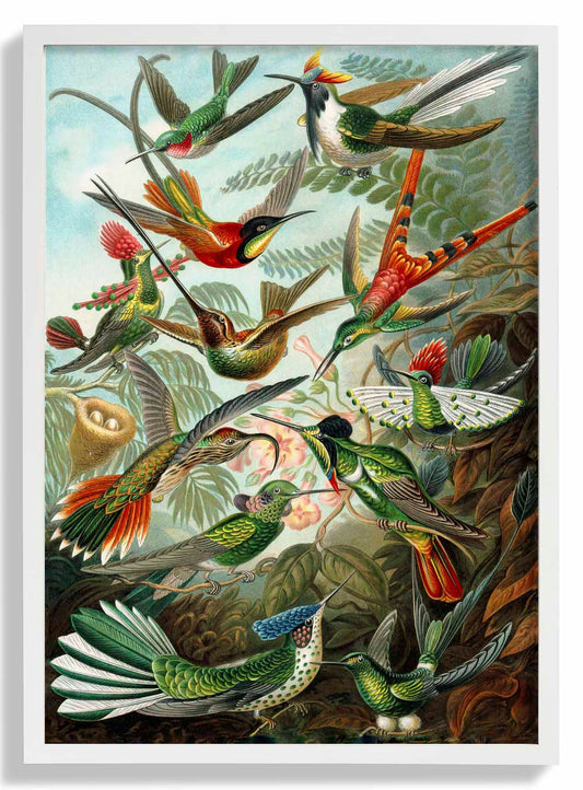 Birds of Paradise by Ernst Haeckel