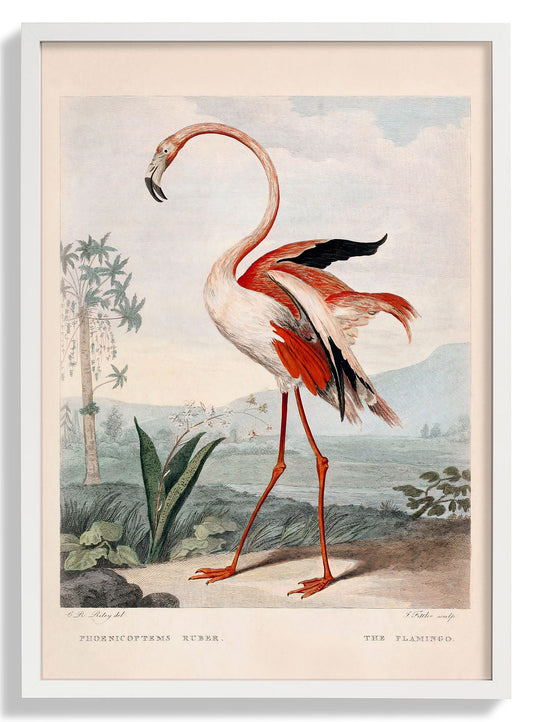 Rosa Flamingo Vintage Poster