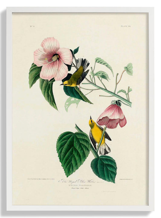 Blue Winged Yellow Warbler