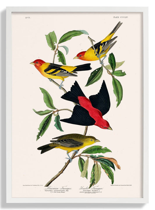 Louisianatangare & Scharlachtangare von Birds of America Poster