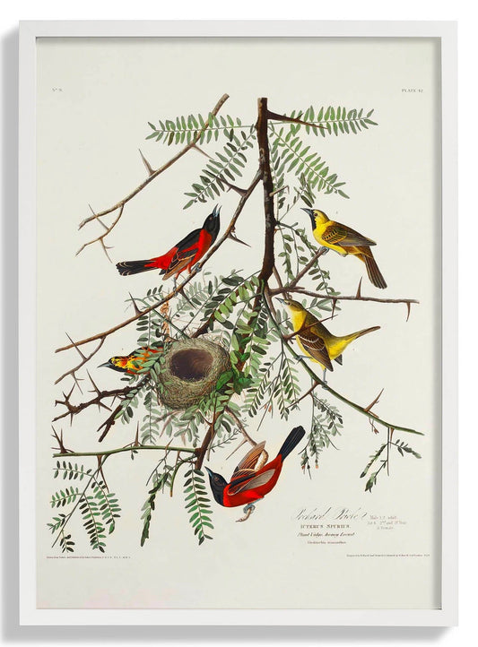 Orchan Criole von Birds of America Poster