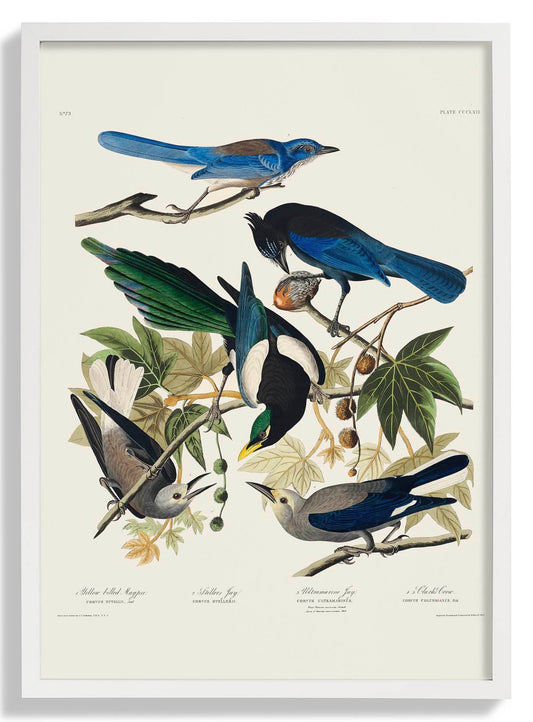 Yellow-Billed Magpie, Stellers Jay, Ultramarine Jay and Clark's Crow - Birds of America