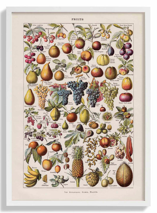 Antique Fruits by Adolphe Millot