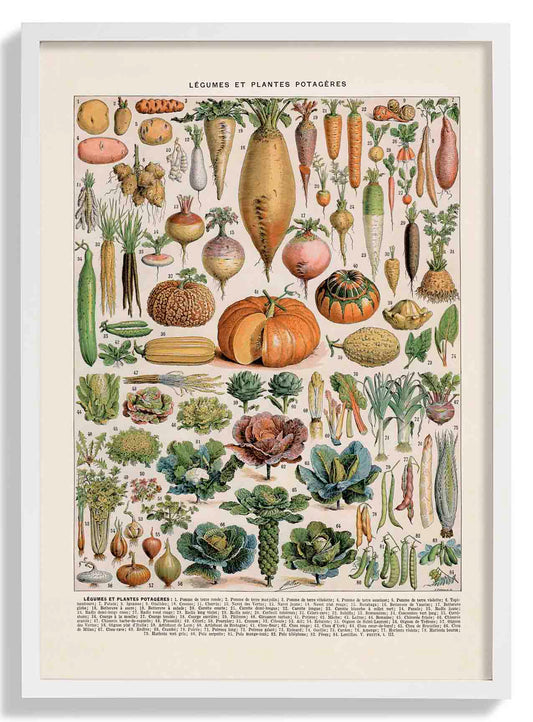 LÉGUMES et PLANTES POTAGÈRES