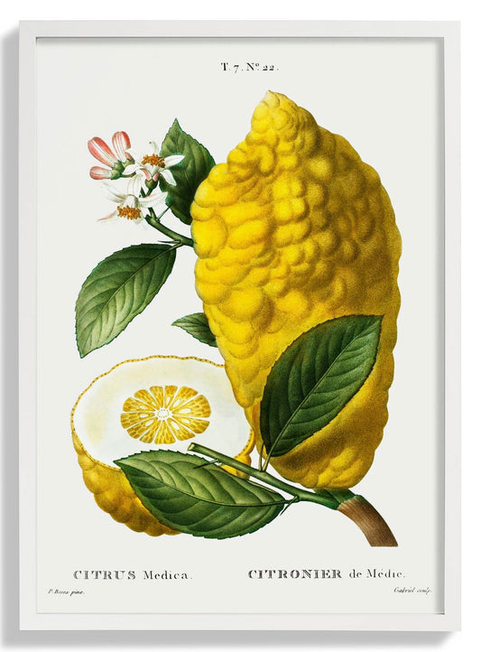 Citrus Medica Vintage