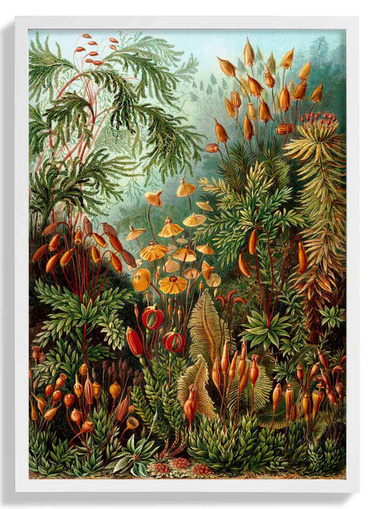 PilzwaldDruck von Ernst Haeckel