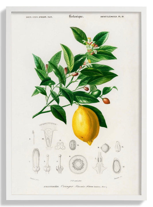 Lime Flower & Lemon Fruit