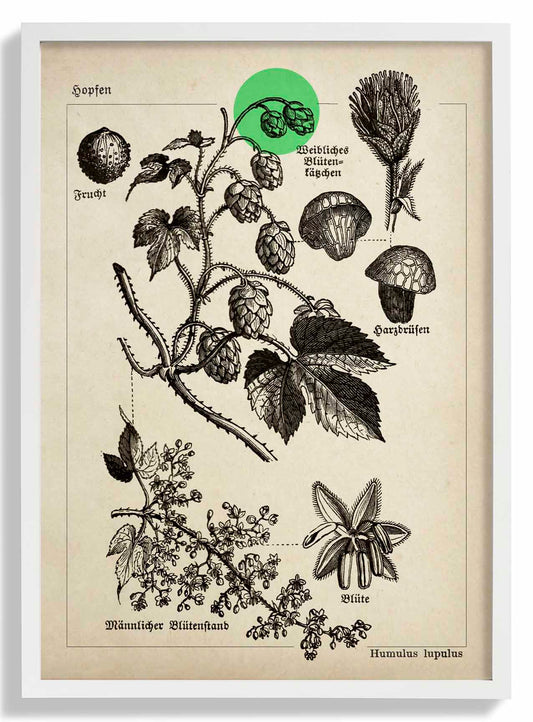 Botanisches Poster Hopfen