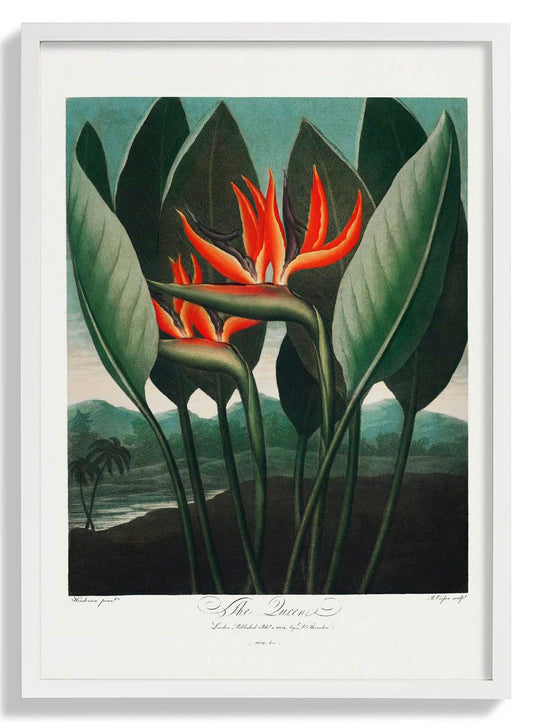 Blumendruck Die Königin Tempel der Flora