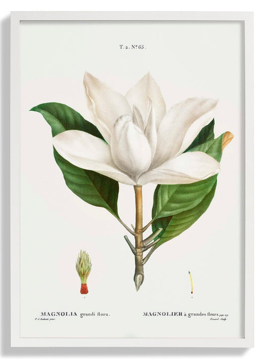 Magnolia Grandiflora Flower