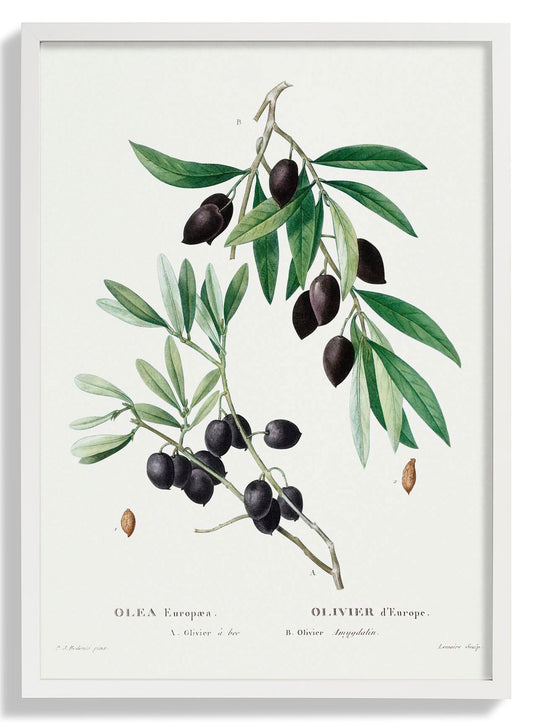 Botanisches Poster Olivenbaum