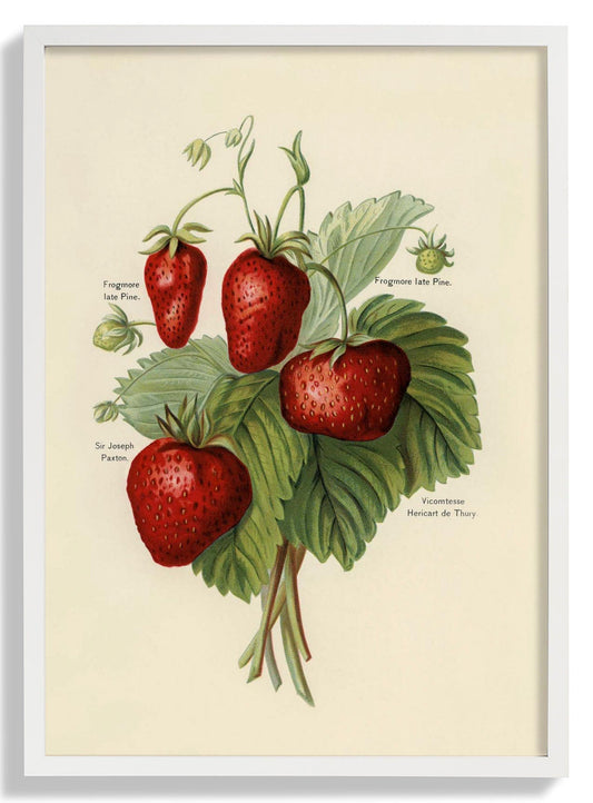 Frogmore Vicomtesse Erdbeeren Obst Poster