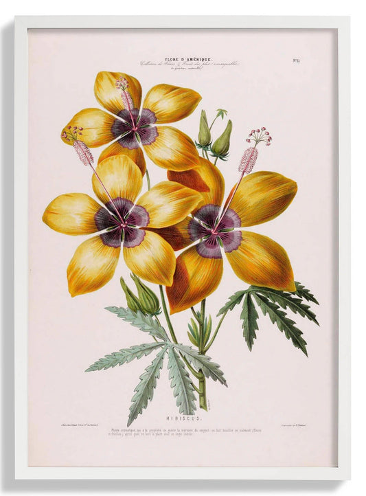 Botanisches Poster Hibiskus