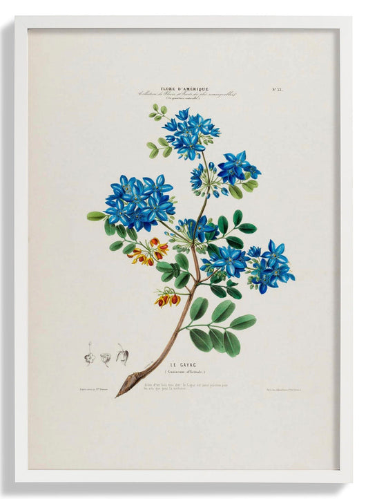Le Gayac Botanisches Poster