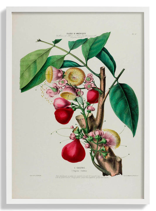L'Eugenie Botanisches Poster