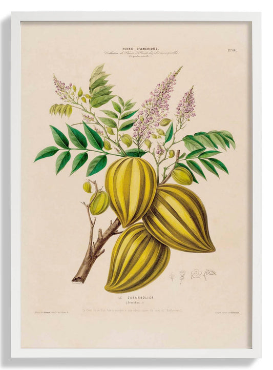 Le Caranbolier Botanisches Poster