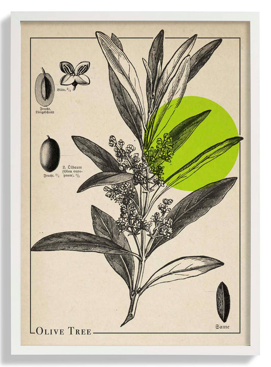 Olive Tree Antique