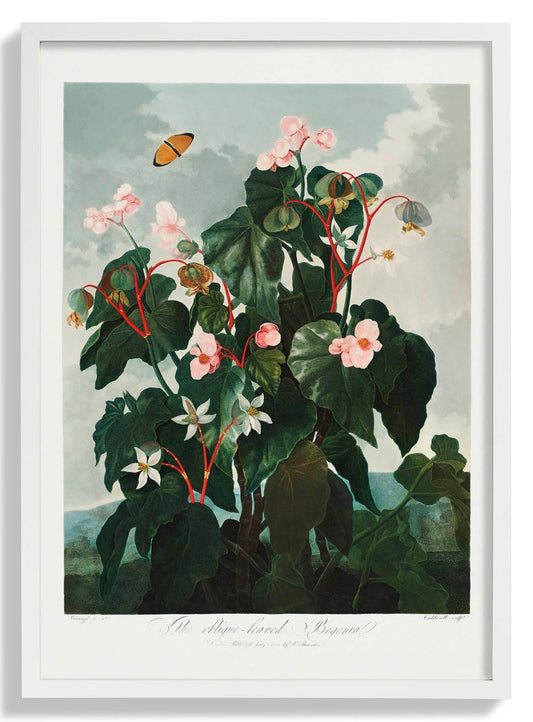 Begonia from The Temple of Flora