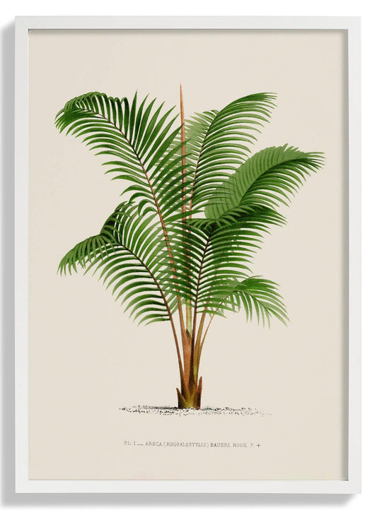Areca Bauer Palm Tree Art Print