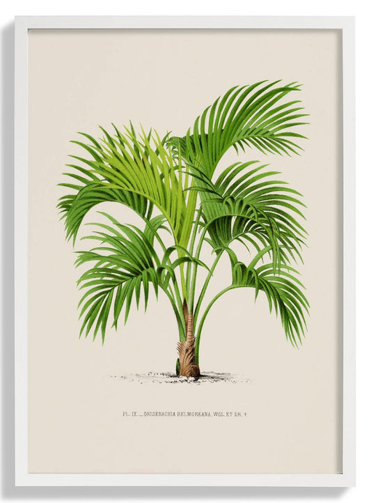 Grisebachia Belmoreana Palm Tree Art Print