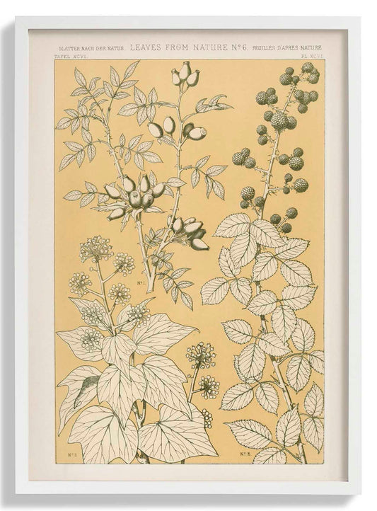 Leaves from Nature Nr 6 by Owen Jones