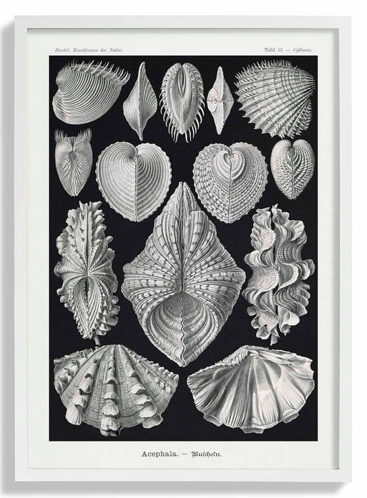 Acephala by Ernst Haeckel