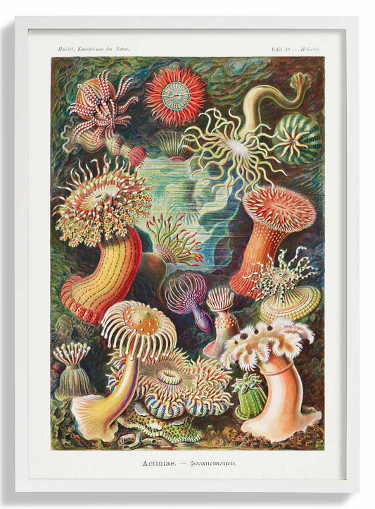 Actinia Anemones by Ernst Haeckel
