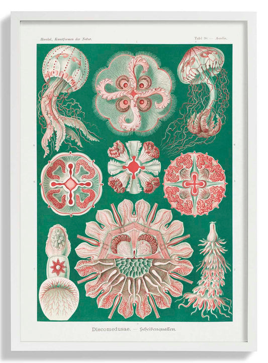 Discomedusae Green Pink by Ernst Haeckel with borders