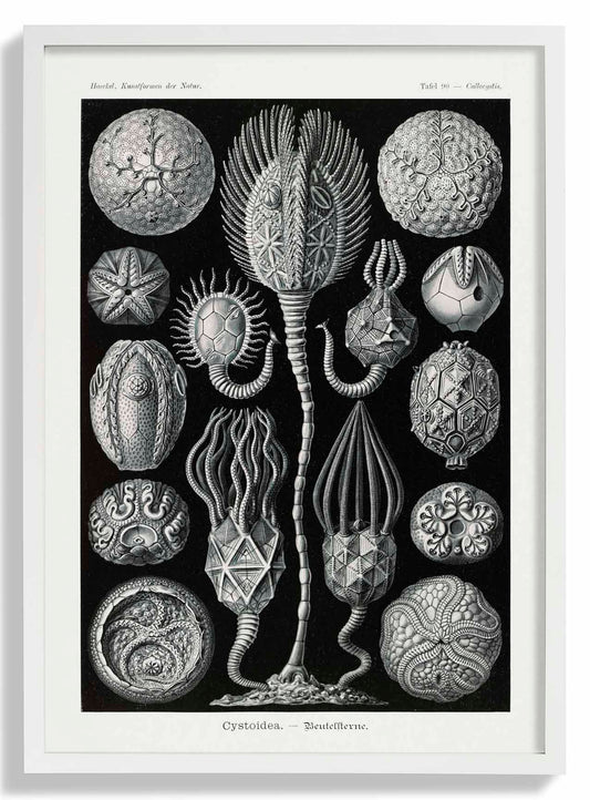 Cystoidea by Ernst Haeckel