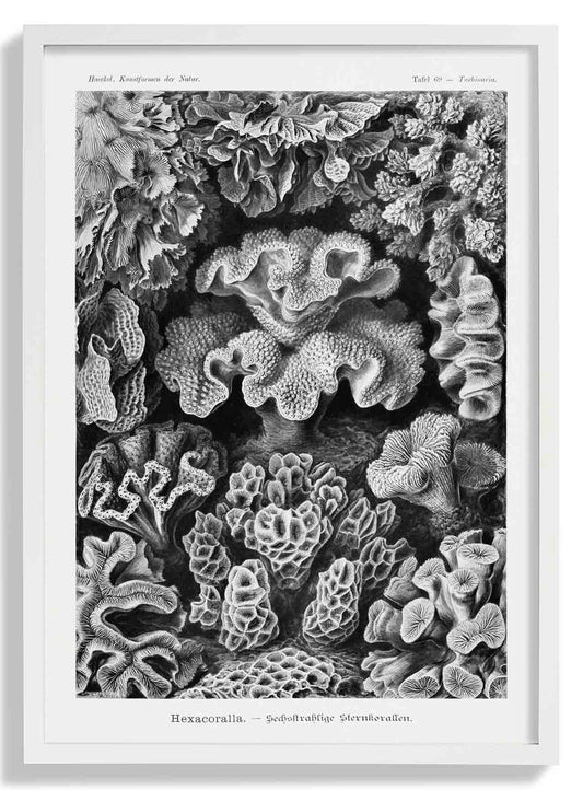 Hexacoralla I by Ernst Haeckel