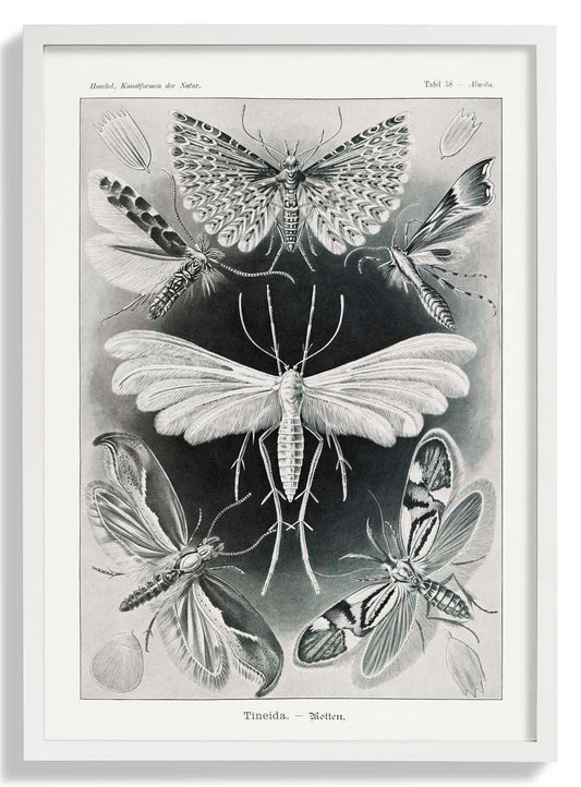 Tineida Moths by Ernst Haeckel