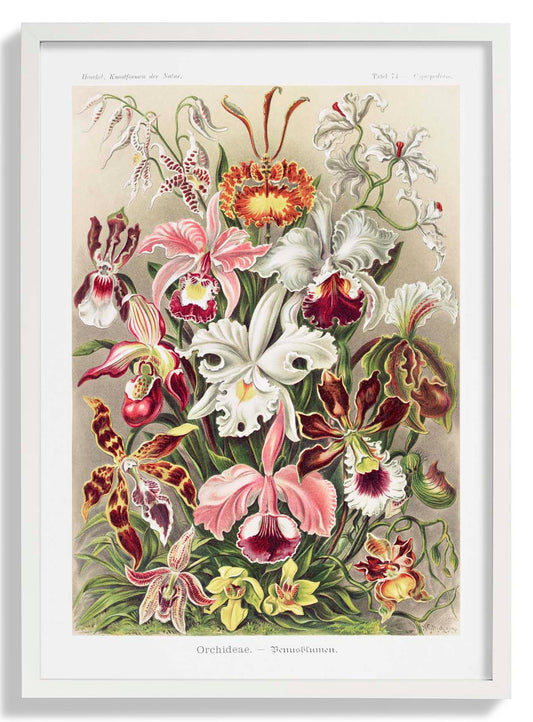 Orchideae Lilly Flowers by Ernst Haeckel with borders